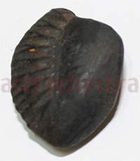 Shaligram 10761 10gm